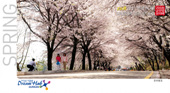 군산 새만금 전국 마라톤,벚꽃 축제